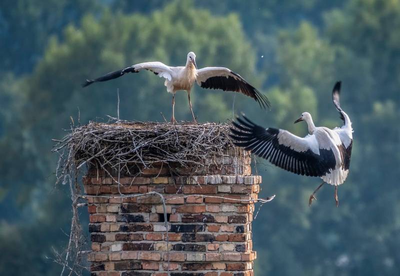 Professional Chimney Animal Removal Services in Warren, Michigan